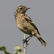 European Stonechat