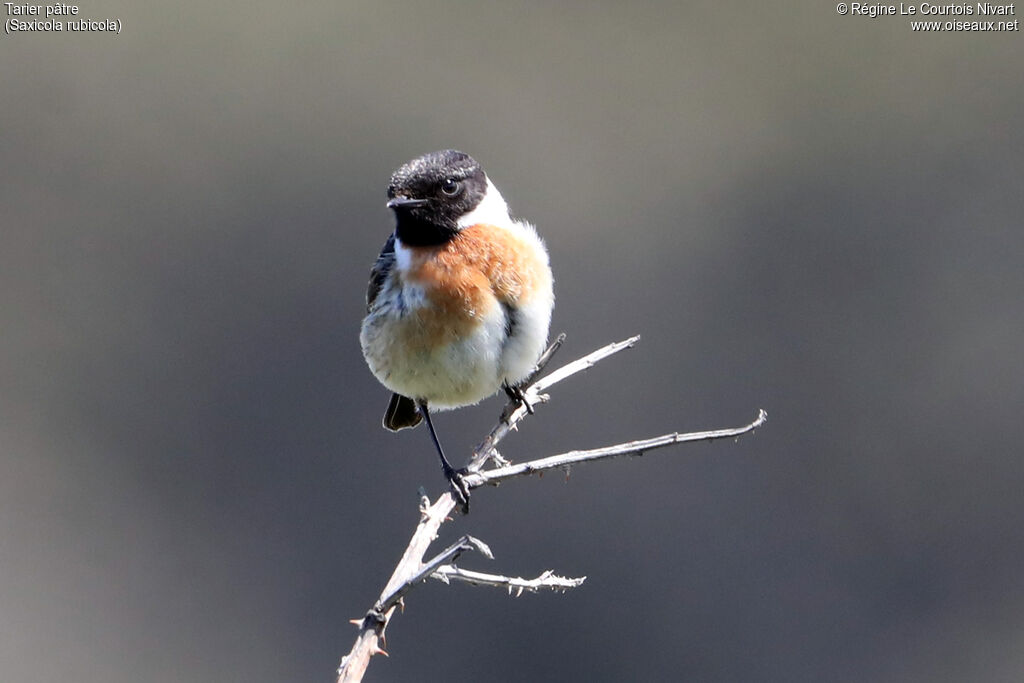 European Stonechat male