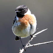 European Stonechat