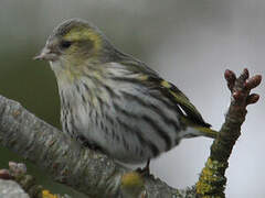 Eurasian Siskin