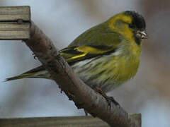 Eurasian Siskin