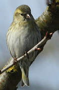 Eurasian Siskin