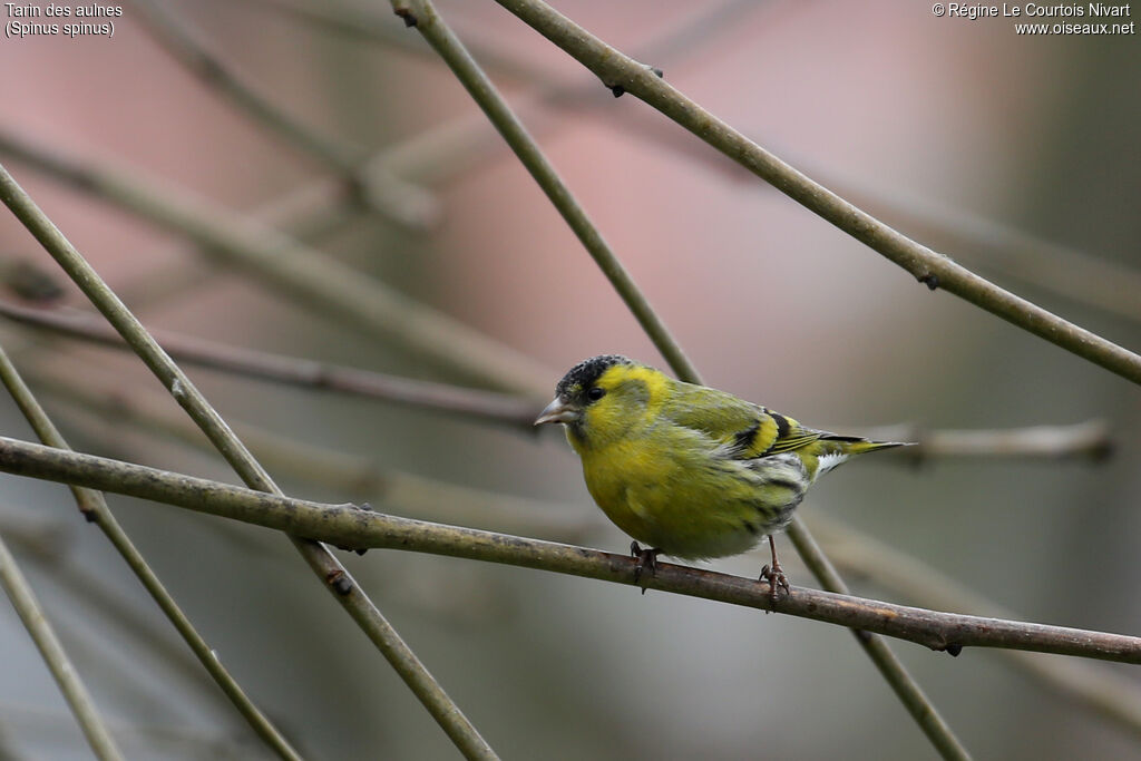 Eurasian Siskin male adult