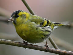 Eurasian Siskin