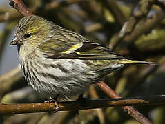 Eurasian Siskin