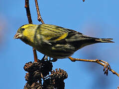 Eurasian Siskin