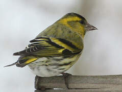 Eurasian Siskin