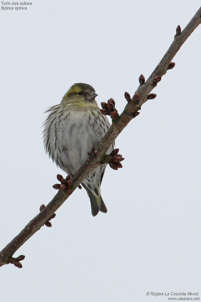 Eurasian Siskin female