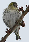 Eurasian Siskin