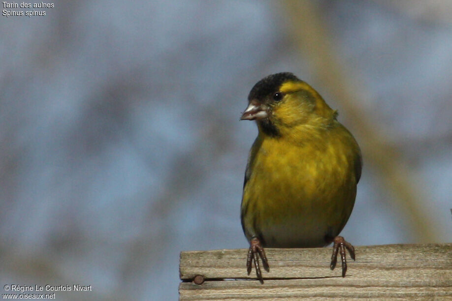 Eurasian Siskin