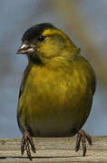 Eurasian Siskin