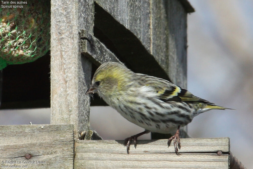 Eurasian Siskin female