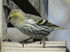 Eurasian Siskin