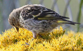 Pine Siskin