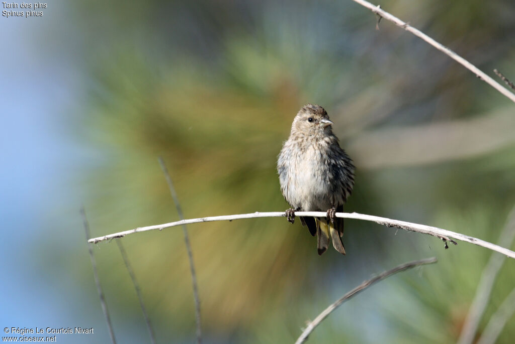 Pine Siskin