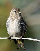 Pine Siskin