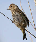 Pine Siskin