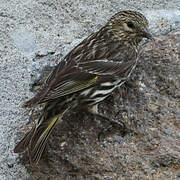 Pine Siskin