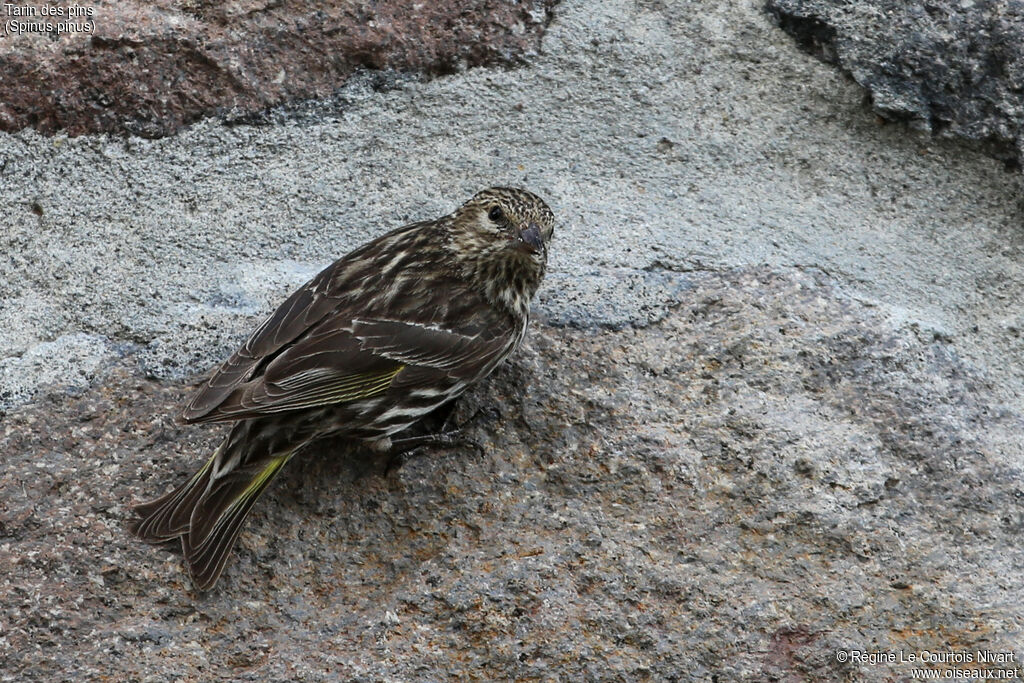 Pine Siskin