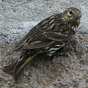 Pine Siskin