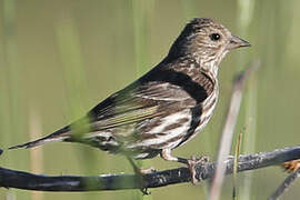 Pine Siskin