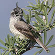 Taurillon mésange