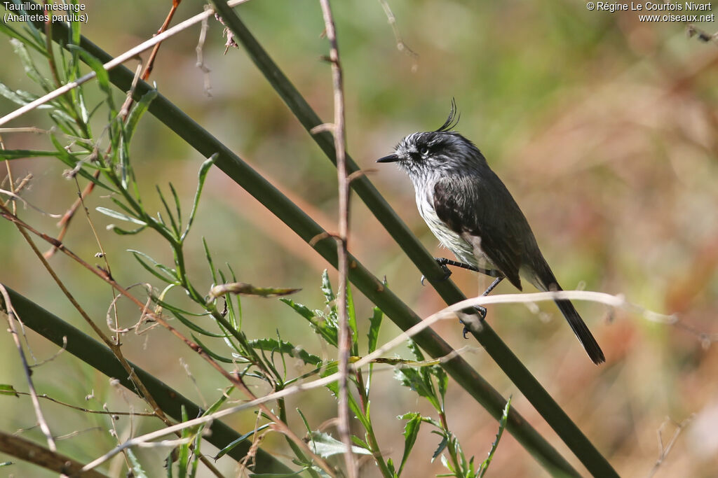 Tufted Tit-Tyrant