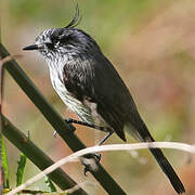 Tufted Tit-Tyrant