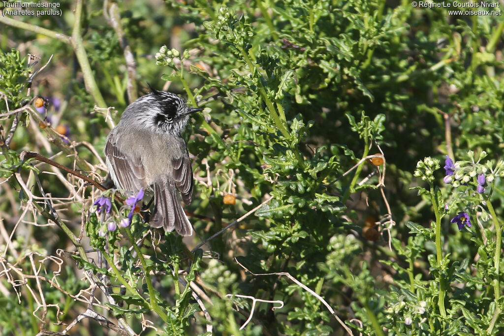 Tufted Tit-Tyrant