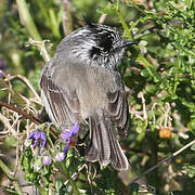 Tufted Tit-Tyrant