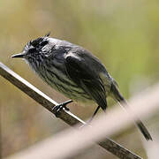 Tufted Tit-Tyrant