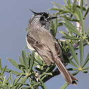 Tufted Tit-Tyrant