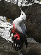 Wallcreeper