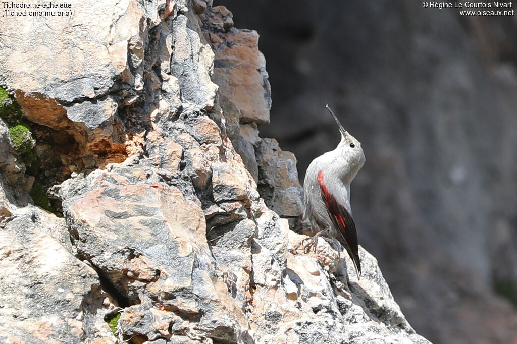 Wallcreeper