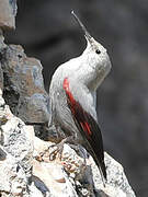 Wallcreeper