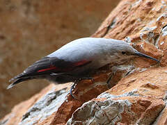 Wallcreeper