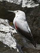 Wallcreeper