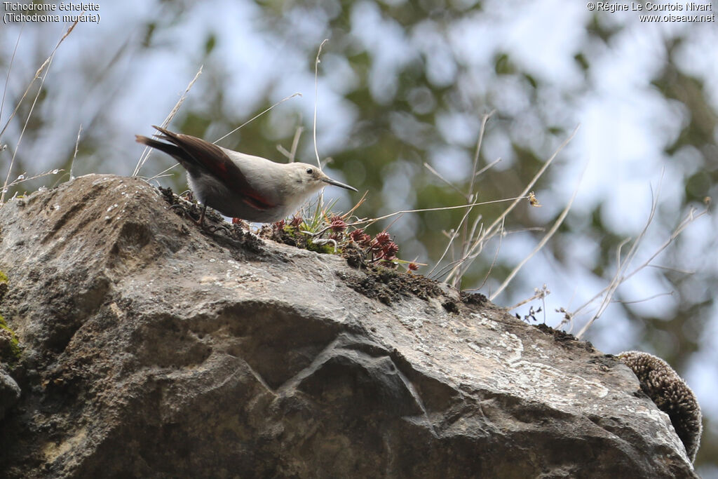 Wallcreeper