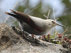 Wallcreeper