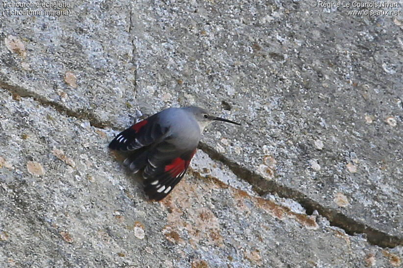 Wallcreeper