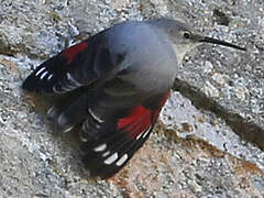 Wallcreeper