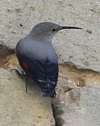 Wallcreeper