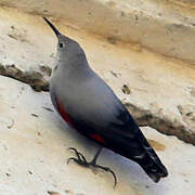 Wallcreeper