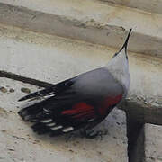 Wallcreeper