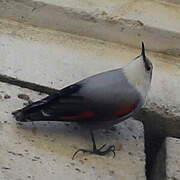 Wallcreeper