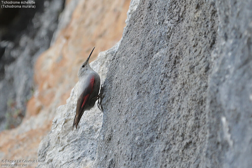 Wallcreeper