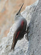 Wallcreeper