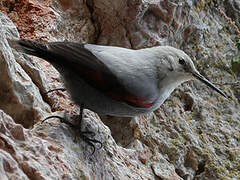 Wallcreeper