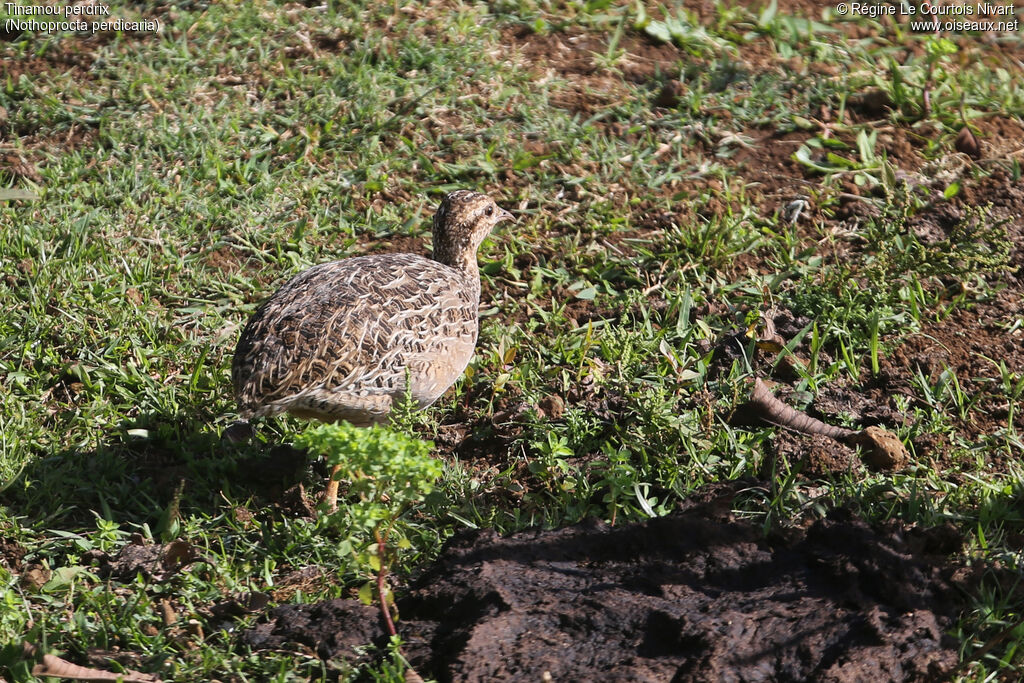 Tinamou perdrix