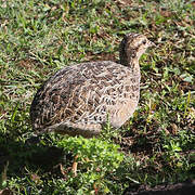 Chilean Tinamou